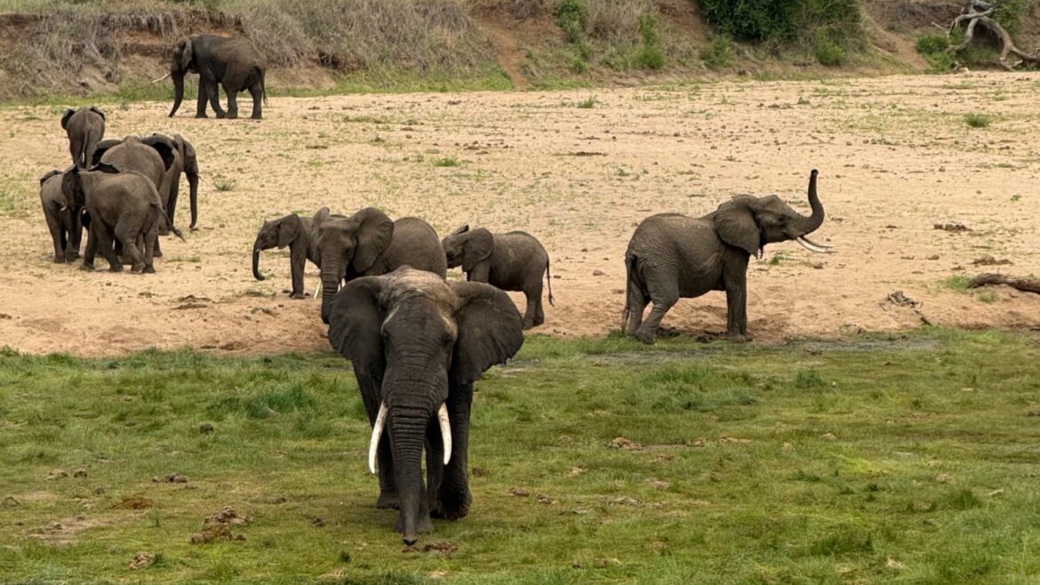 tarangire national park